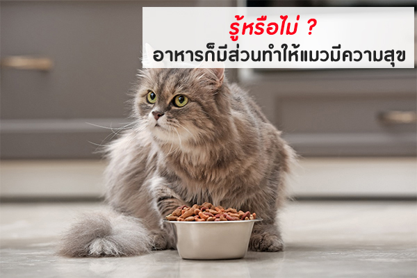 รู้หรือไม่ อาหารก็มีส่วนทำให้แมวมีความสุข